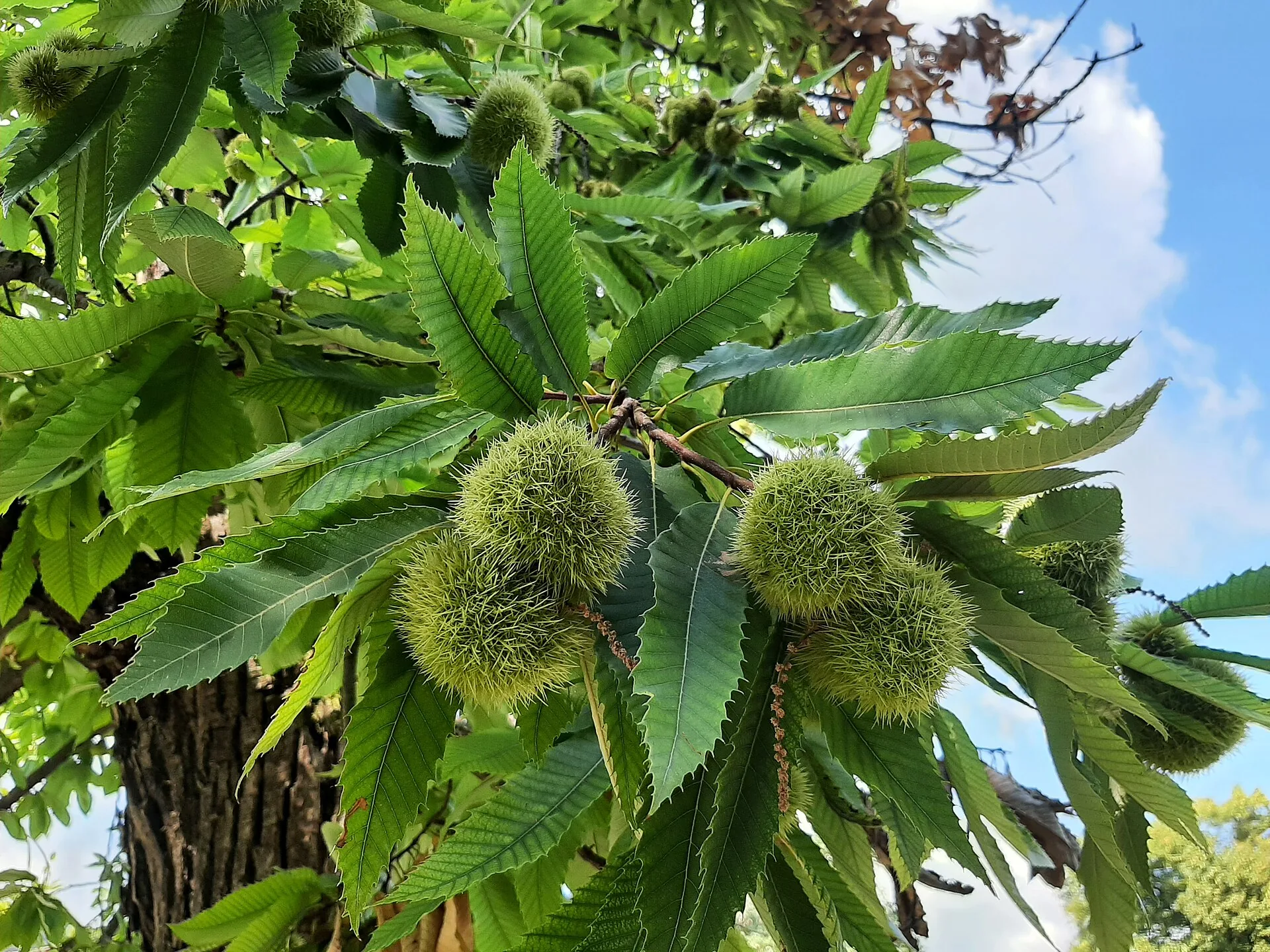 Ricci di castagno ancora verdi fra le foglie